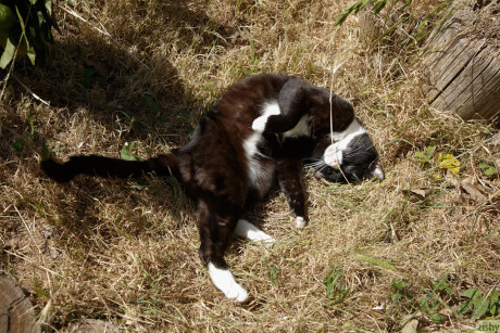 Young with nice naturals Comet Nox cheer-leading topless in the backyard